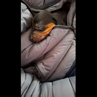 Dachshund (Standard &amp; Miniature) - Both