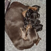 Dachshund (Standard &amp; Miniature) - Both