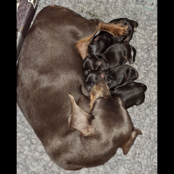 Dachshund (Standard &amp; Miniature) - Both