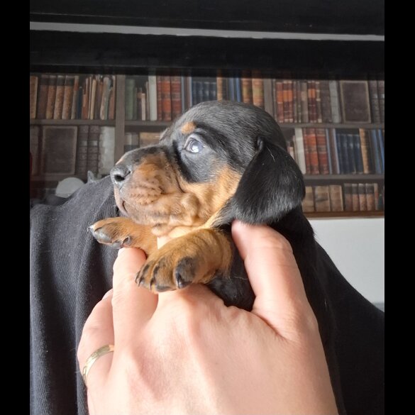 Dachshund (Standard &amp; Miniature) - Both