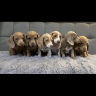 Dachshund (Standard &amp; Miniature) - Both
