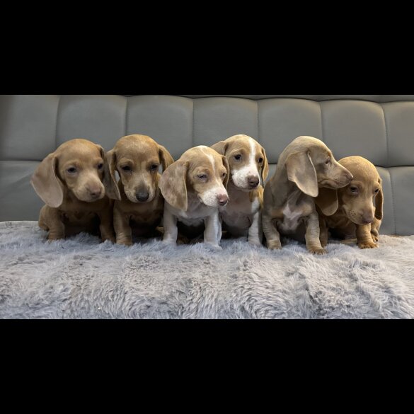 Dachshund (Standard &amp; Miniature) - Both