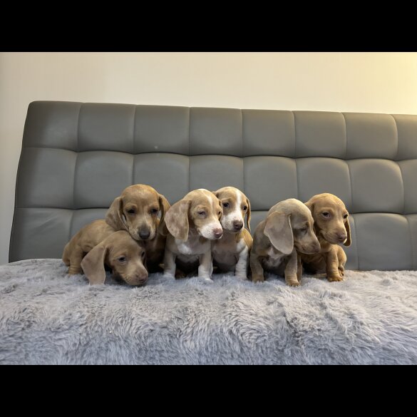 Dachshund (Standard &amp; Miniature) - Both