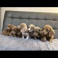 Dachshund (Standard &amp; Miniature) - Both