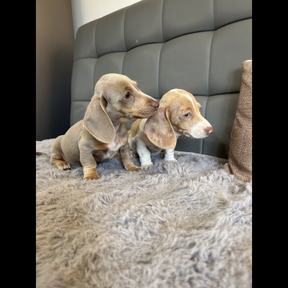 Dachshund (Standard &amp; Miniature) - Both
