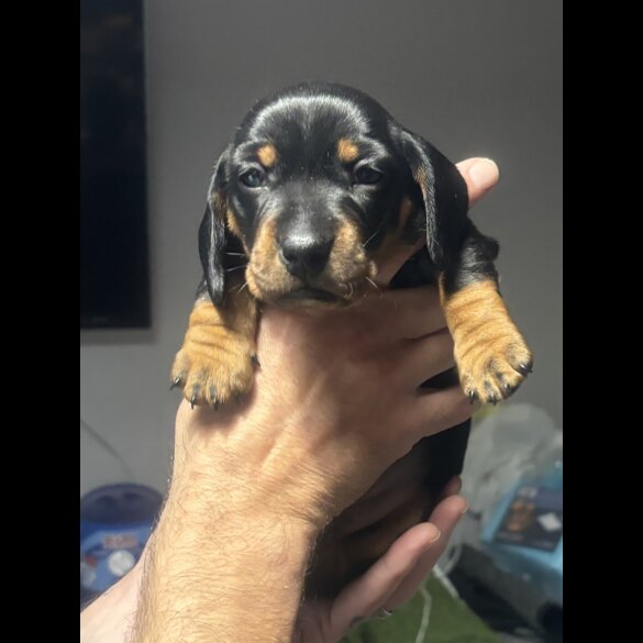 Dachshund (Standard &amp; Miniature) - Both