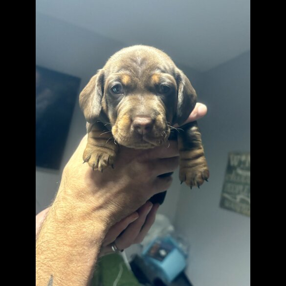 Dachshund (Standard &amp; Miniature) - Both