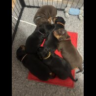 Dachshund (Standard &amp; Miniature) - Both