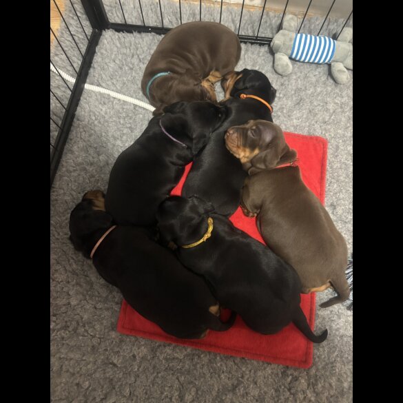 Dachshund (Standard &amp; Miniature) - Both