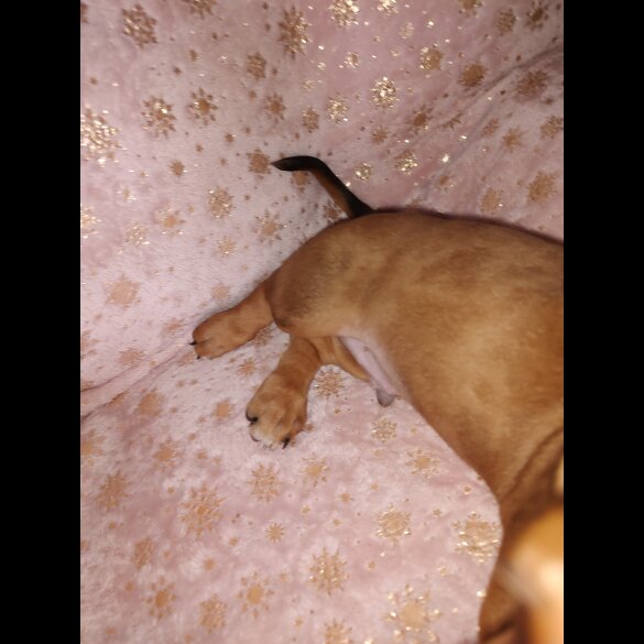 Dachshund (Standard &amp; Miniature) - Bitches