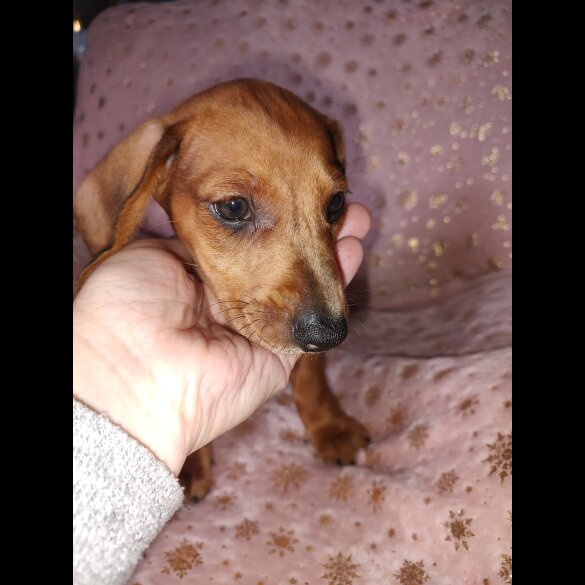 Dachshund (Standard &amp; Miniature) - Bitches