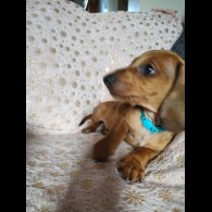 Dachshund (Standard &amp; Miniature) - Bitches