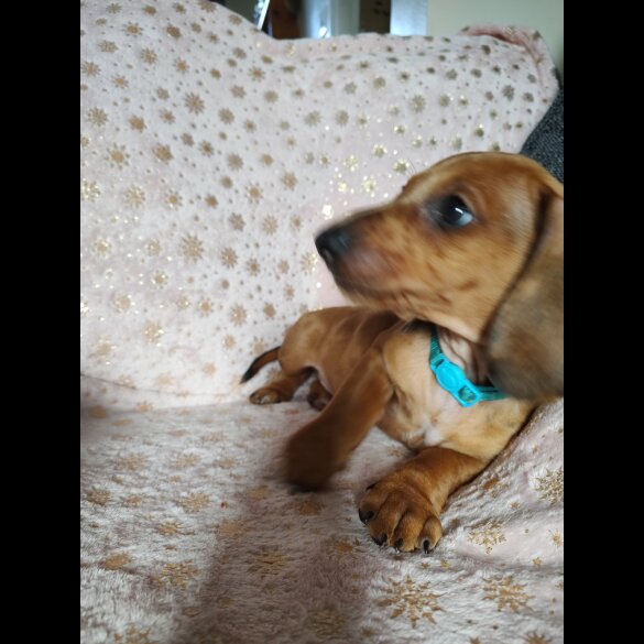 Dachshund (Standard &amp; Miniature) - Bitches