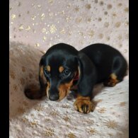 Dachshund (Standard &amp; Miniature) - Bitches
