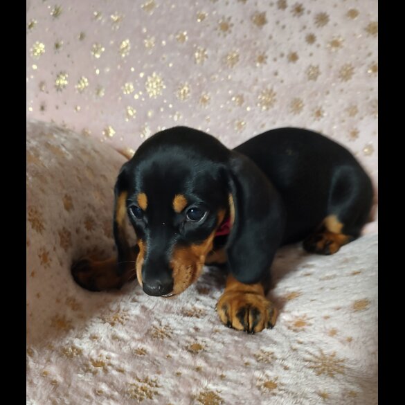 Dachshund (Standard &amp; Miniature) - Bitches