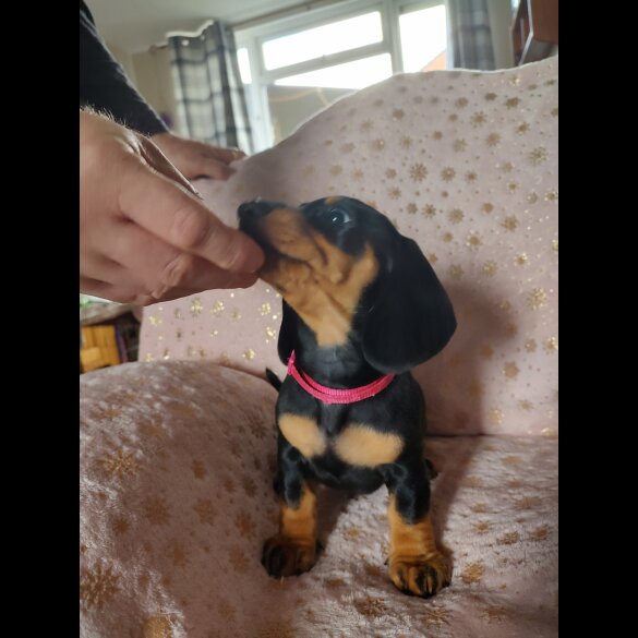 Dachshund (Standard &amp; Miniature) - Bitches