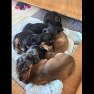 Dachshund (Standard &amp; Miniature) - Bitches