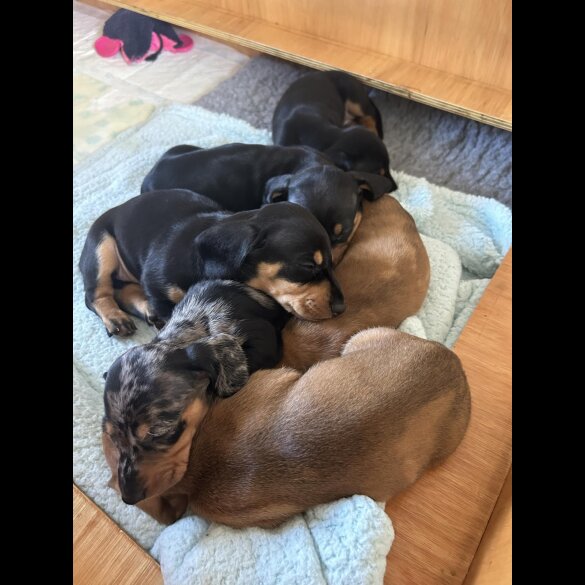 Dachshund (Standard &amp; Miniature) - Bitches