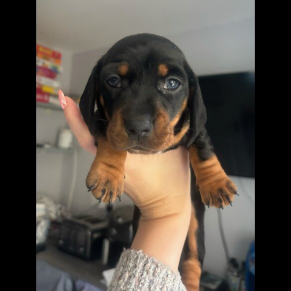 Dachshund (Standard &amp; Miniature) - Both