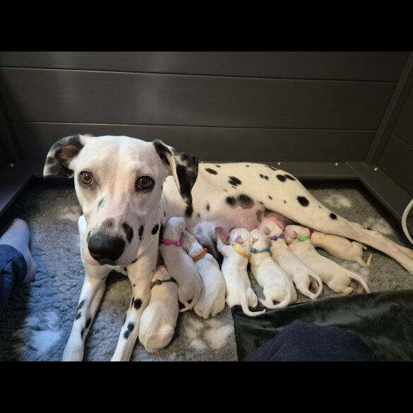 Dalmatian - Both