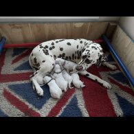 Dalmatian - Both