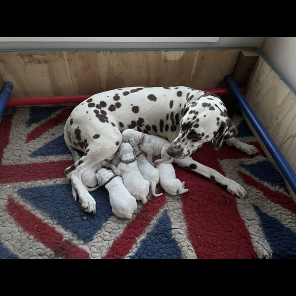 Dalmatian - Both