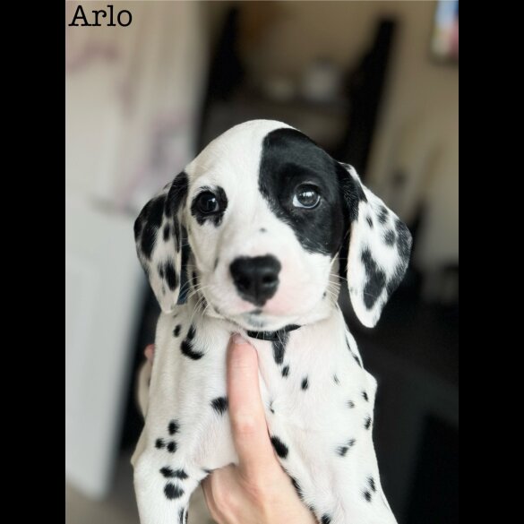 Dalmatian - Both