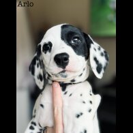 Dalmatian - Both