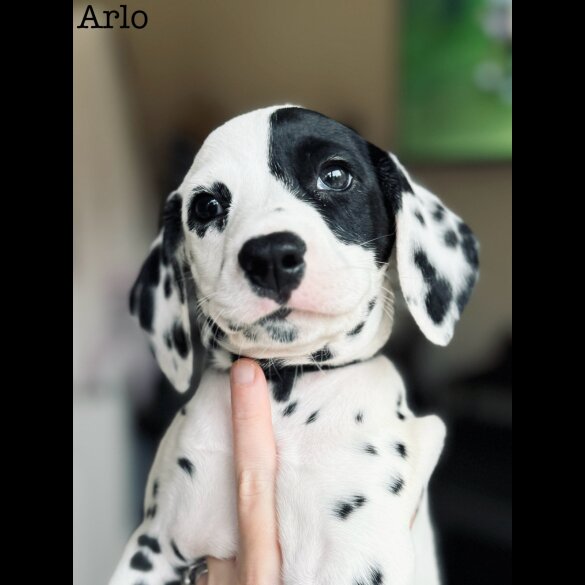Dalmatian - Both