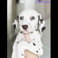 Dalmatian - Both