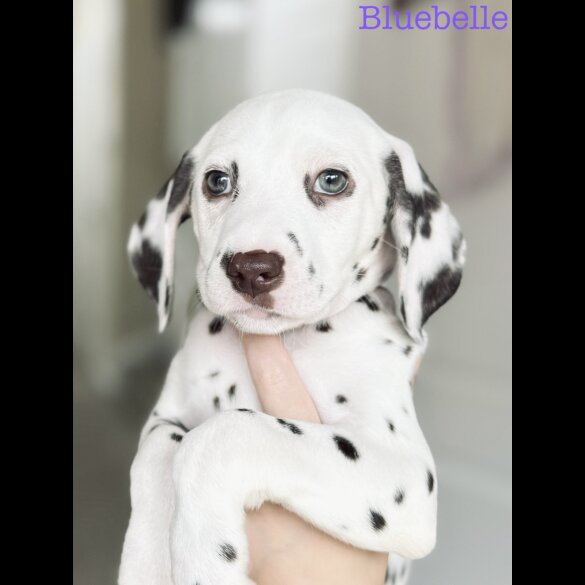 Dalmatian - Both