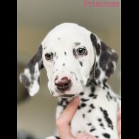 Dalmatian - Both