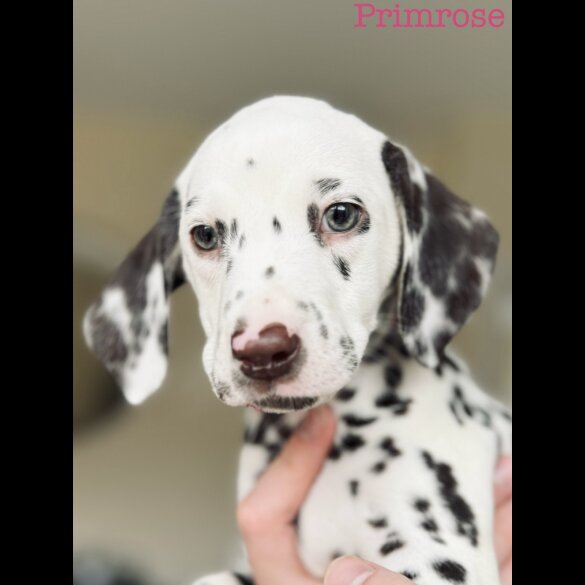 Dalmatian - Both
