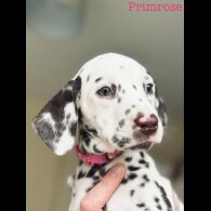 Dalmatian - Both