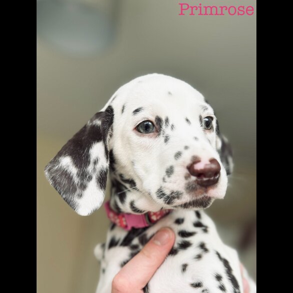 Dalmatian - Both