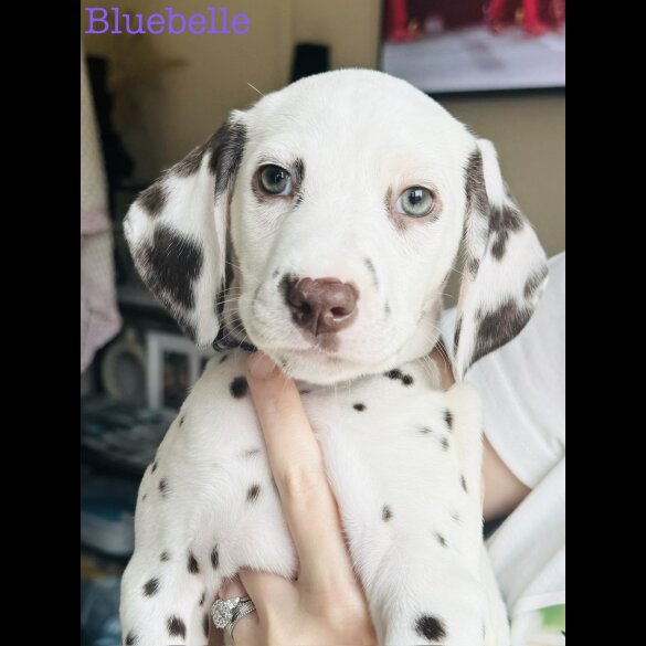 Dalmatian - Both