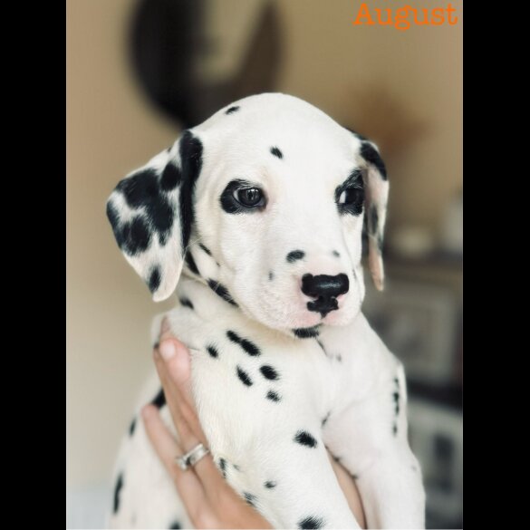 Dalmatian - Both