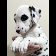 Dalmatian - Both
