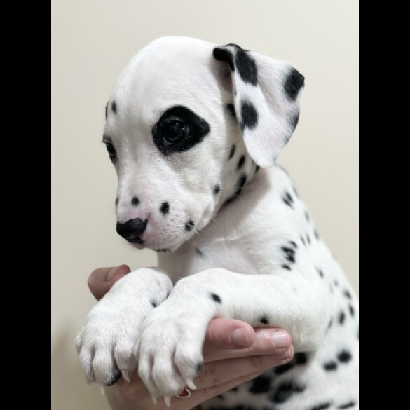 Dalmatian - Both