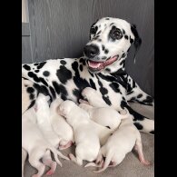 Dalmatian - Both