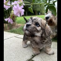Dandie Dinmont Terrier - Both