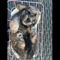 Dandie Dinmont Terrier - Both