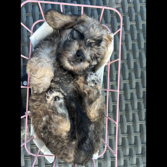 Dandie Dinmont Terrier - Both