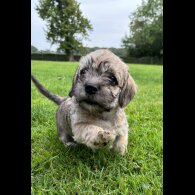 Dandie Dinmont Terrier - Both