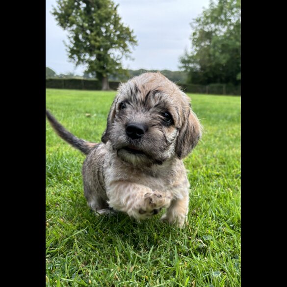 Dandie Dinmont Terrier - Both