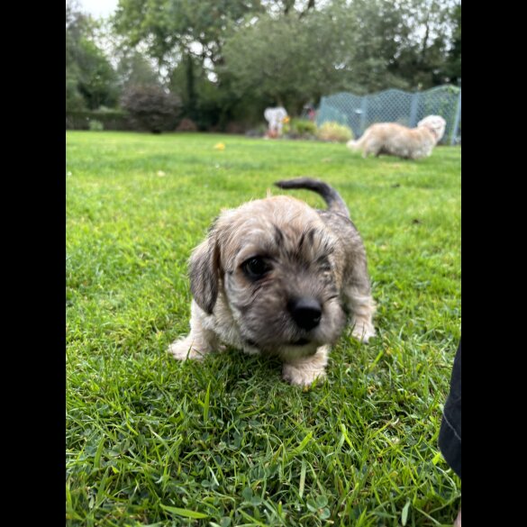 Dandie Dinmont Terrier - Both