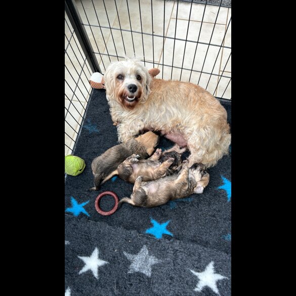 Dandie Dinmont Terrier - Both