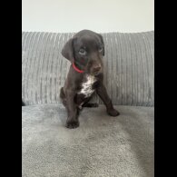 Doberman - Both