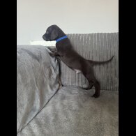Doberman - Both
