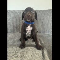 Doberman - Both